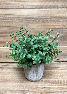 9” Eucalyptus bush in cement pot