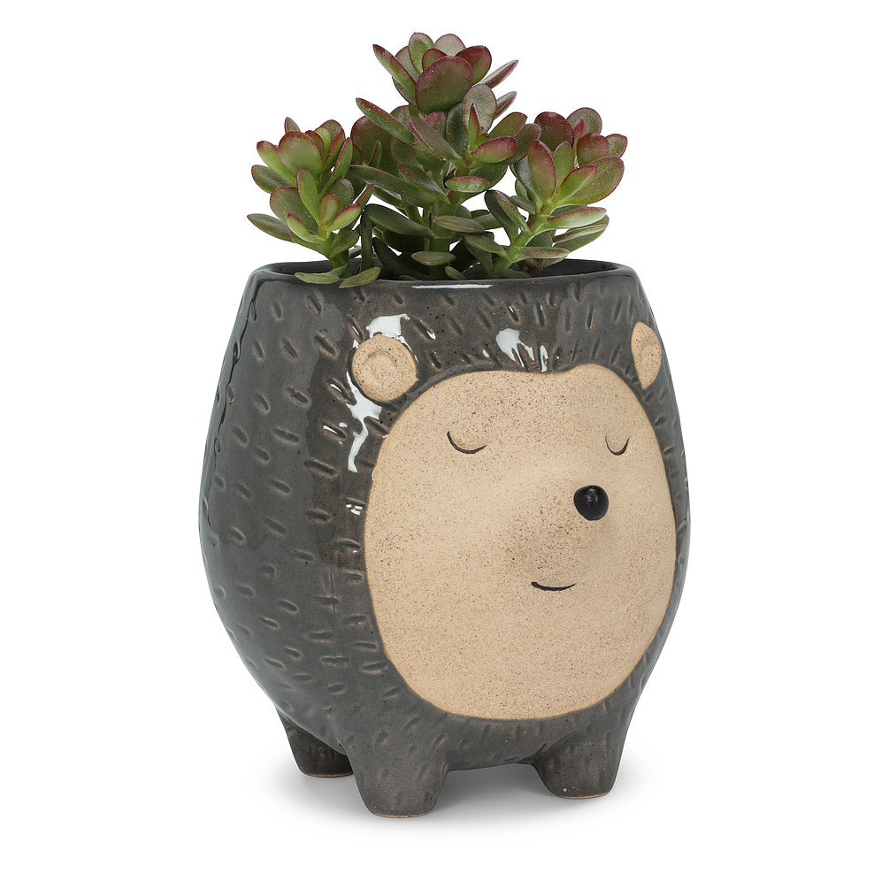 Hedgehog planter 5”